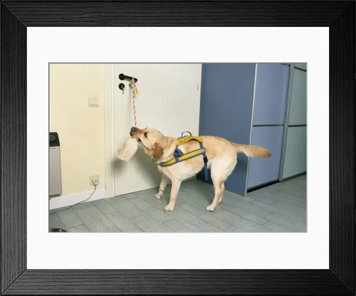 Framed Print : Labrador - as aid dog opening a door by tugging on rope Framed Print : Labrador - as aid dog opening a door by tugging on rope