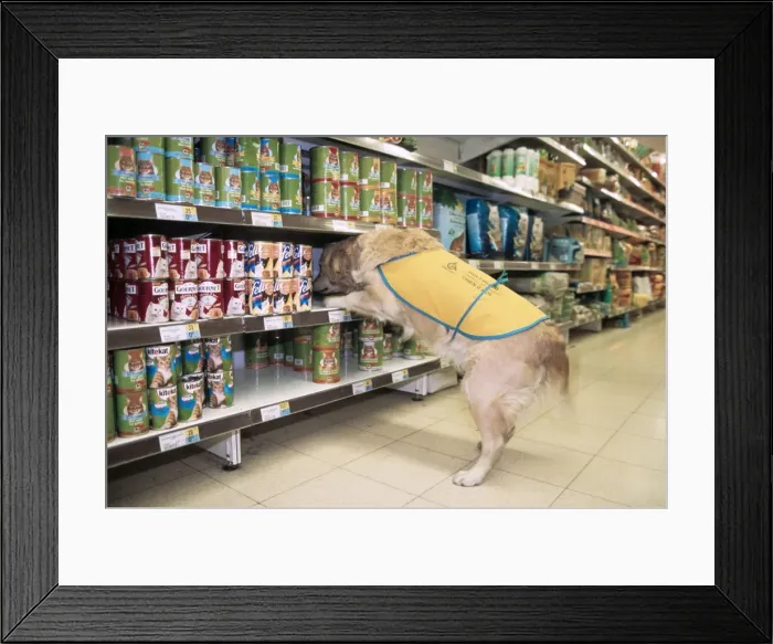 Framed Print : Golden Retriever - aid dog assisting in supermarket Framed Print : Golden Retriever - aid dog assisting in supermarket