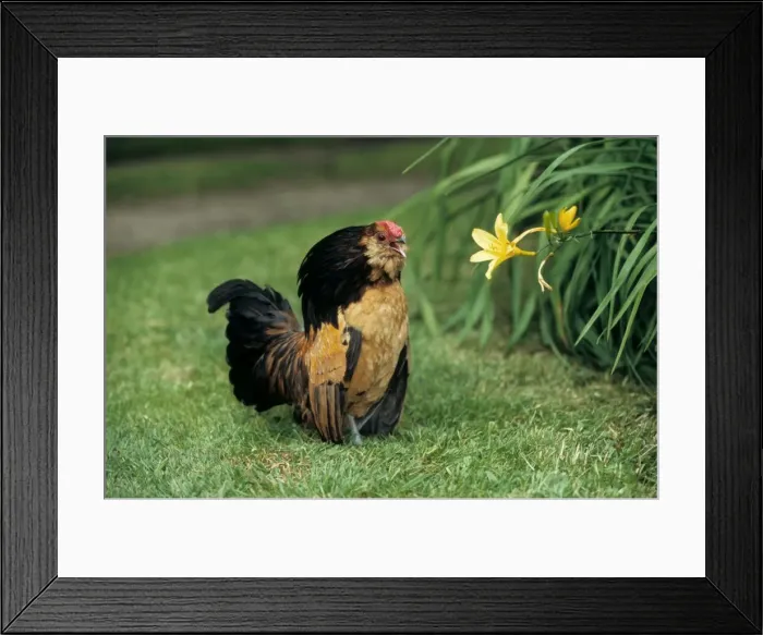Framed Print : Bearded Antwerp Bantam - Cock Framed Print : Bearded Antwerp Bantam - Cock