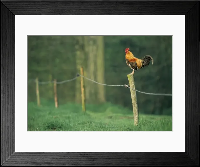 Framed Print : Chicken - colourful cockerel crowing on fence in garden Framed Print : Chicken - colourful cockerel crowing on fence in garden