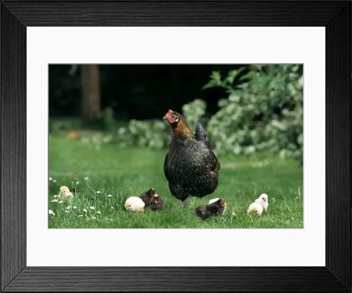 Framed Print : Chicken - black with black & yellow chicks in grass Framed Print : Chicken - black with black & yellow chicks in grass