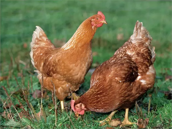 Chickens - two in grass
