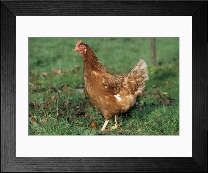 Framed Print : Chicken in grass Framed Print : Chicken in grass