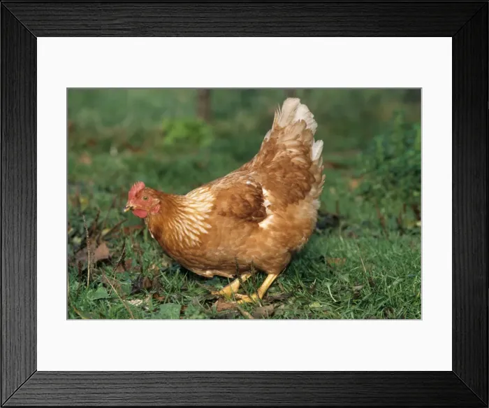Framed Print : Chicken in grass
