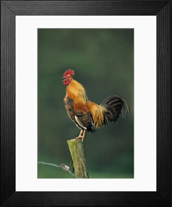 Framed Print : Domestic cock crowing on fence Framed Print : Domestic cock crowing on fence