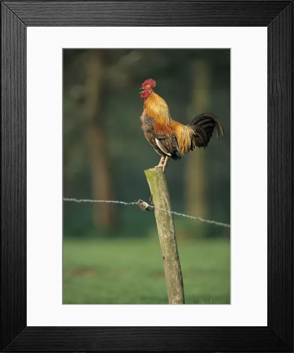 Framed Print : Rooster crowing on fence Framed Print : Rooster crowing on fence