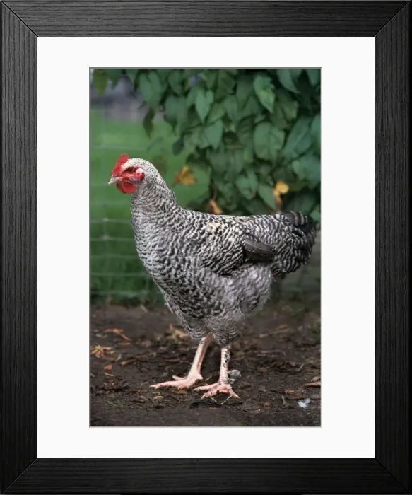 Framed Print : Chicken - Malines cuckoo Framed Print : Chicken - Malines cuckoo