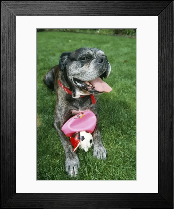 Framed Print : Dog & Toy. ME-146. DOG - lying, with ball Framed Print : Dog & Toy. ME-146. DOG - lying, with ball