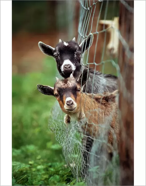 Goats - two with heads stuck though net fence