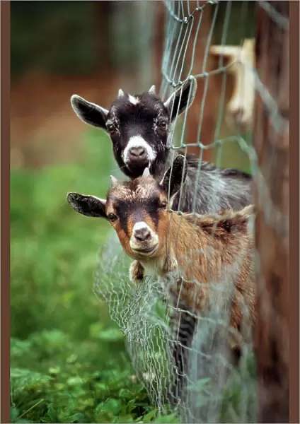 Goats - two with heads stuck though net fence