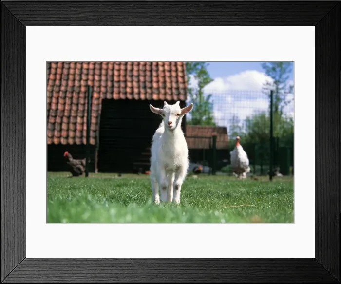 Framed Print : Goat - in farmyard with chickens Framed Print : Goat - in farmyard with chickens