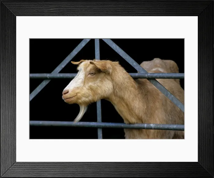Framed Print : Goat - looking through fence Framed Print : Goat - looking through fence