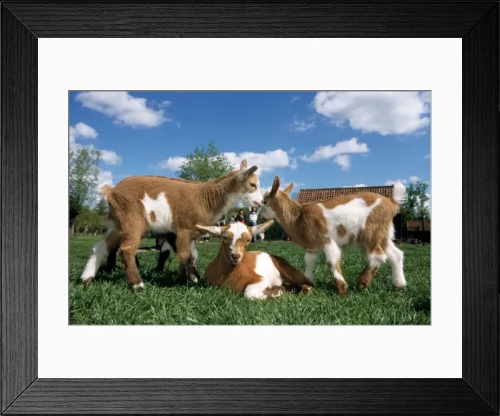Framed Print : Goats - three playing in farmyard Framed Print : Goats - three playing in farmyard