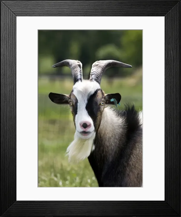Framed Print : Goat - close-up head in meadow Framed Print : Goat - close-up head in meadow