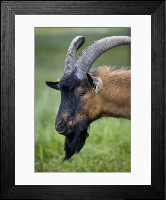 Framed Print : Goat - in meadow Framed Print : Goat - in meadow