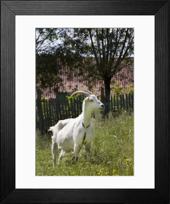 Framed Print : Goat in orchard Framed Print : Goat in orchard