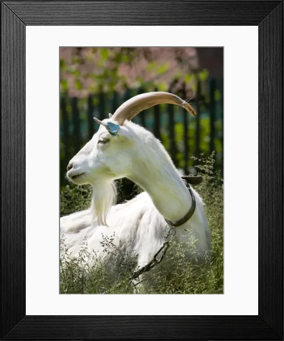 Framed Print : White goat - in garden Framed Print : White goat - in garden