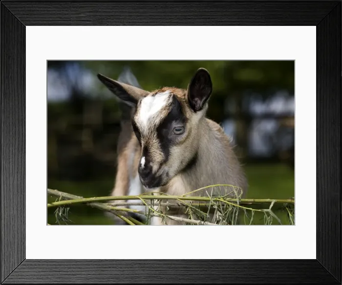 Framed Print : Brown Goat - kid at fence in garden Framed Print : Brown Goat - kid at fence in garden