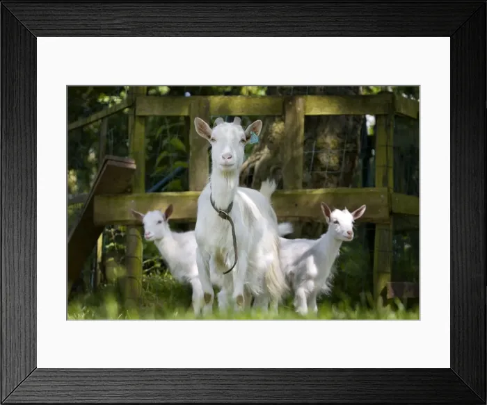 Framed Print : White Goat - with two kids in orchard Framed Print : White Goat - with two kids in orchard