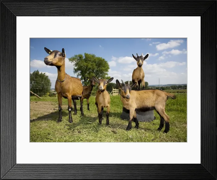 Framed Print : Goats - adult & kids in field Framed Print : Goats - adult & kids in field