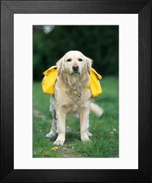 Framed Print : Golden Retriever - with rucksack Framed Print : Golden Retriever - with rucksack