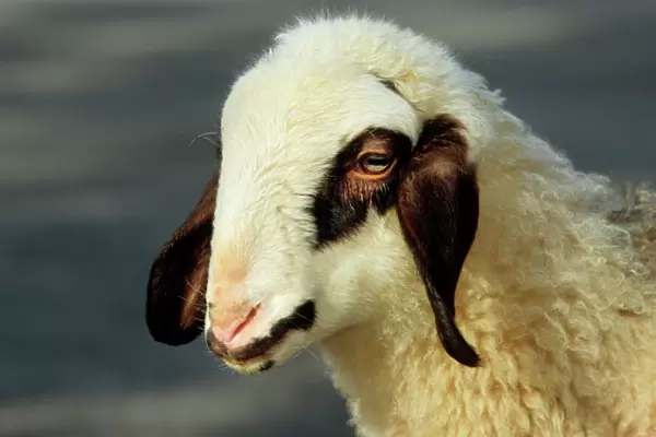 Spectacles Sheep - lamb, close-up of the head