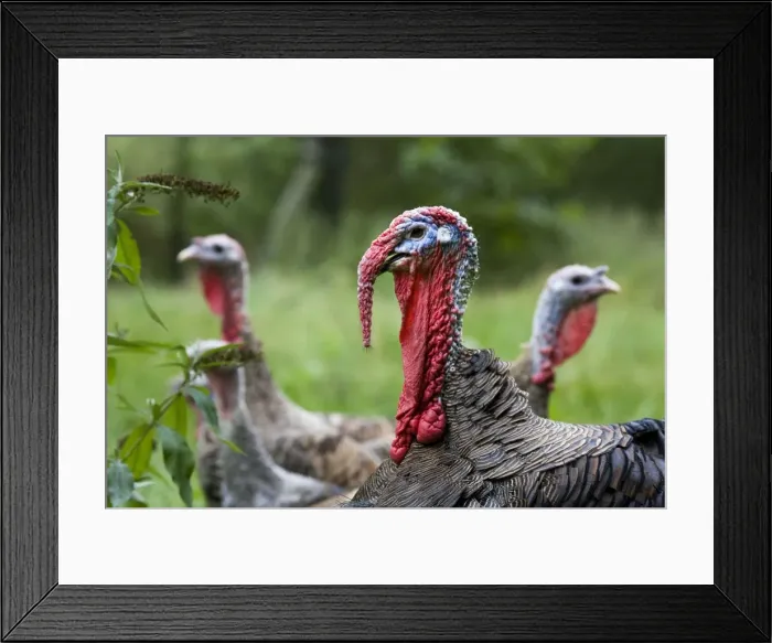 Framed Print : Turkey - male in foreground with two female turkeys in background