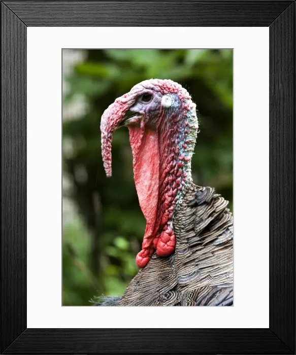 Framed Print : Turkey - male Framed Print : Turkey - male