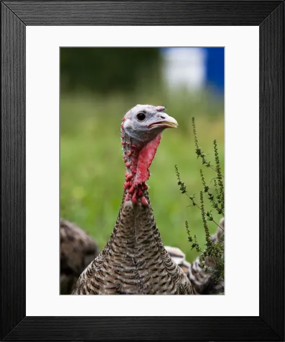 Framed Print : Turkey - female close-up Framed Print : Turkey - female close-up