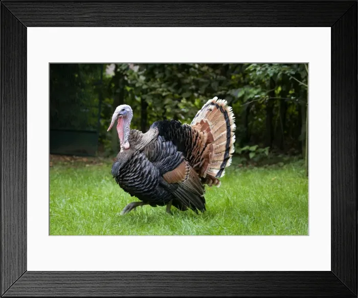 Framed Print : Turkey - male parading with spread tail Framed Print : Turkey - male parading with spread tail