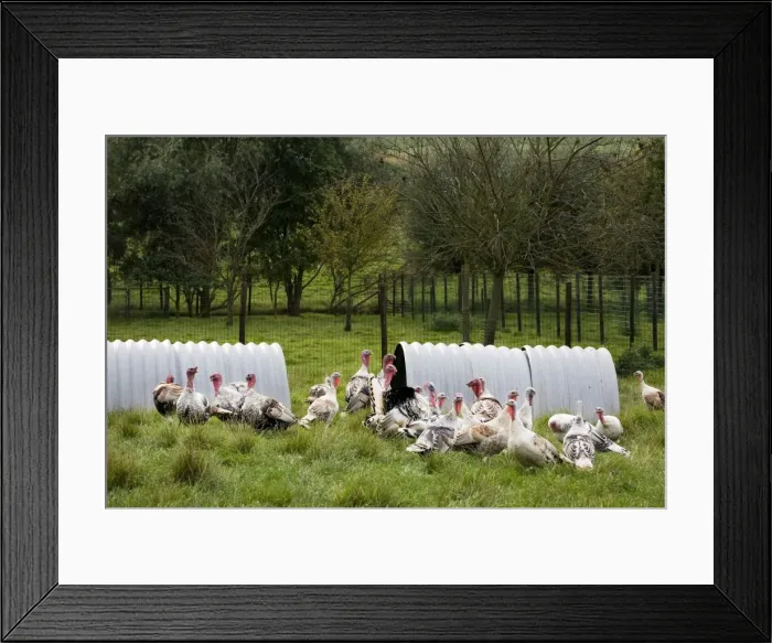 Framed Print : Turkeys - group outside shelter in field Framed Print : Turkeys - group outside shelter in field