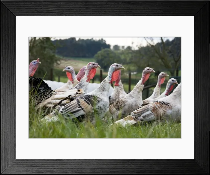 Framed Print : Turkeys - group of females Framed Print : Turkeys - group of females