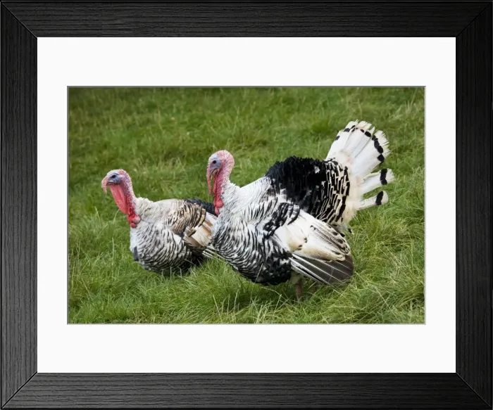 Framed Print : Turkey - male parading before female turkey Framed Print : Turkey - male parading before female turkey