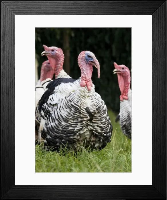 Framed Print : Turkey - male with female turkeys in background Framed Print : Turkey - male with female turkeys in background