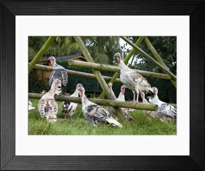 Framed Print : Turkeys - group at turkey playground Framed Print : Turkeys - group at turkey playground