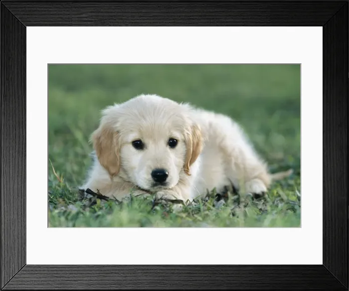 Framed Print : Golden Retriever Dog - puppy Framed Print : Golden Retriever Dog - puppy