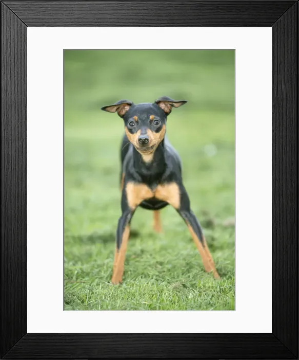 Framed Print : Pinscher Dog Framed Print : Pinscher Dog