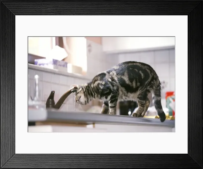Framed Print : Cat - in kitchen, drinking from tap Framed Print : Cat - in kitchen, drinking from tap