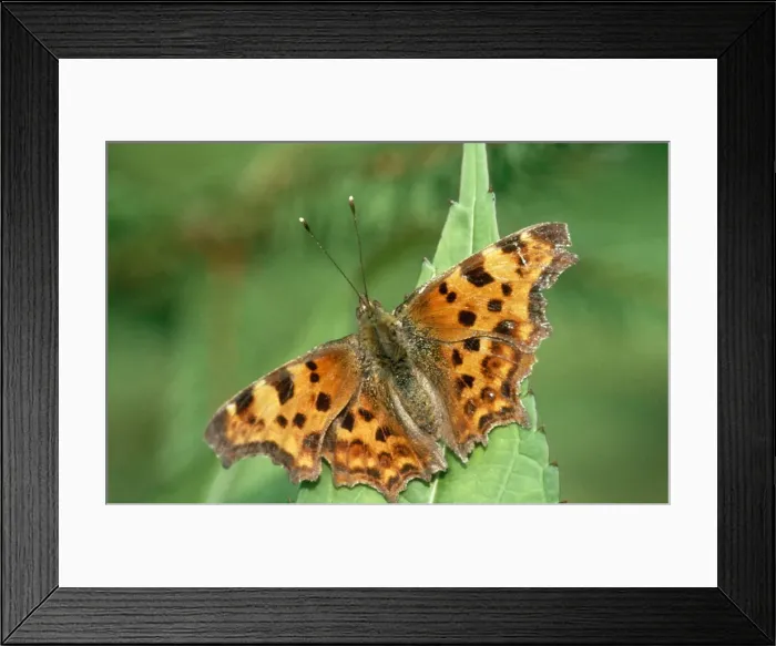 Framed Print : Comma Butterfly Framed Print : Comma Butterfly