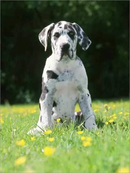 Great Dane Dog - puppy