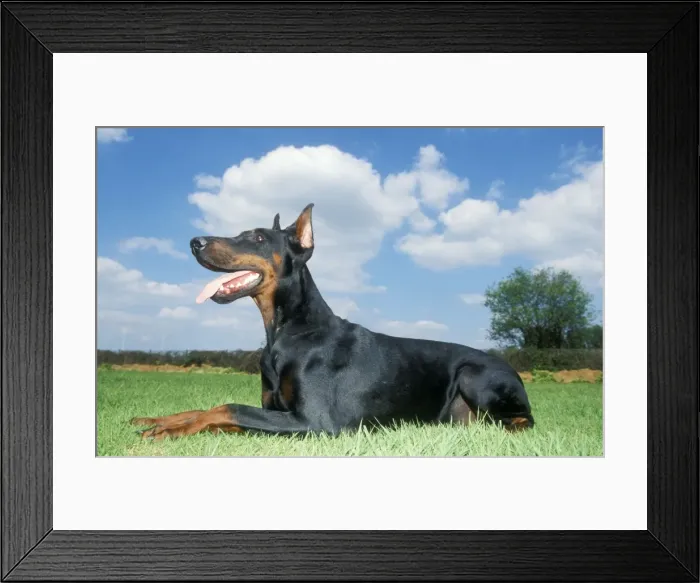 Framed Print : Doberman Dog Framed Print : Doberman Dog