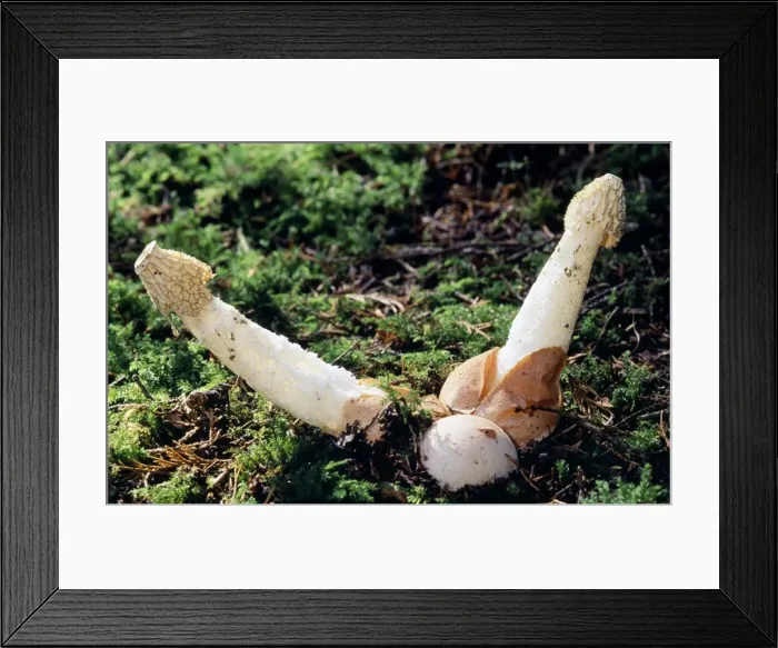 Framed Print : Stinkhorn Fungi Framed Print : Stinkhorn Fungi