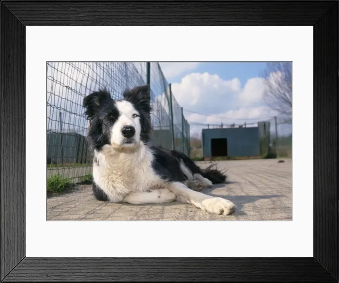Framed Print : Border Collie - in Dog kennel Framed Print : Border Collie - in Dog kennel