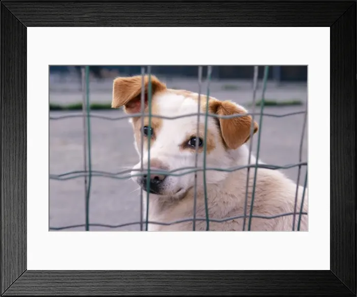 Framed Print : Dog - Street dog behind grill Framed Print : Dog - Street dog behind grill