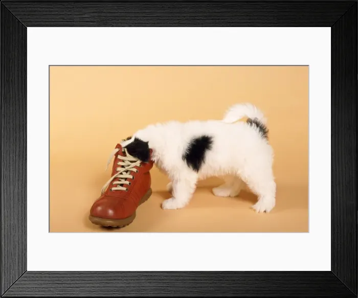 Framed Print : Mongrel Dog - puppy with shoe Framed Print : Mongrel Dog - puppy with shoe