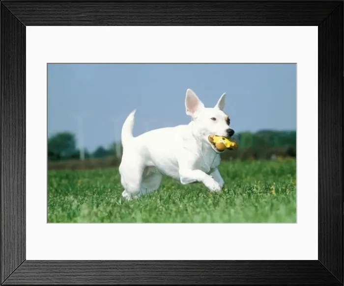 Framed Print : Jack Russell Terrier Dog Running with toy Framed Print : Jack Russell Terrier Dog Running with toy