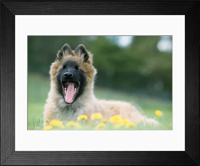 Framed Print : Tervuren / Belgian Shepherd Dog - yawning Framed Print : Tervuren / Belgian Shepherd Dog - yawning