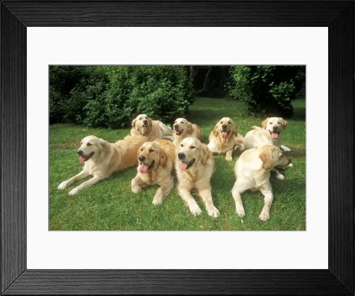 Framed Print : Golden Retriever & Labrador Dog Group Framed Print : Golden Retriever & Labrador Dog Group