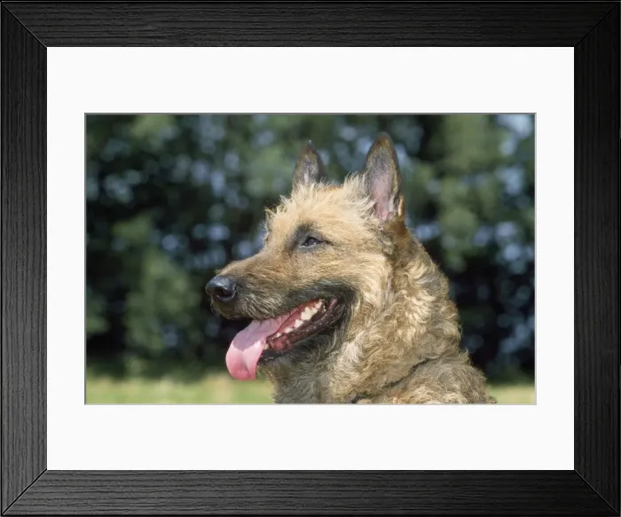 Framed Print : Laekenois  /  Belgian Shepherd Dog