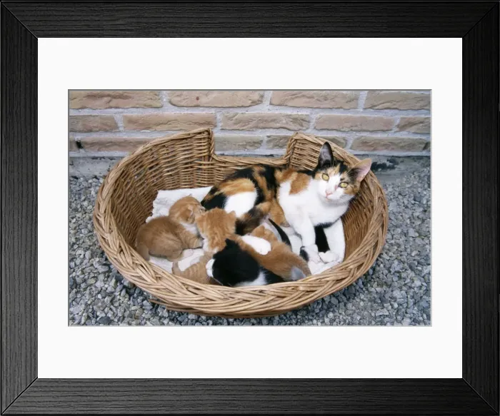 Framed Print : Cat With kittens in basket Framed Print : Cat With kittens in basket